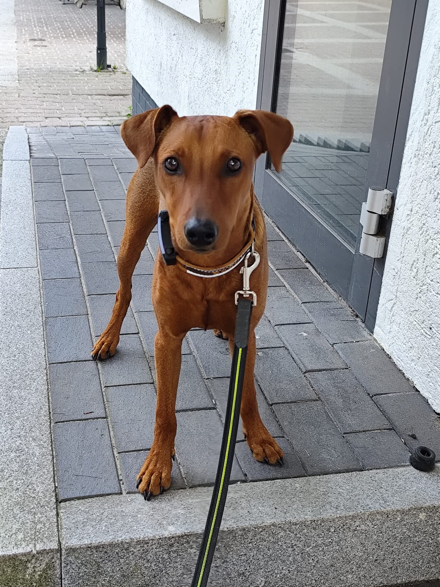 Buddy, ein roter Deutscher Pinscher-Rüde, steht aufmerksam vor einer Haustür an der Leine.
